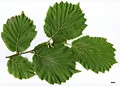 SpeciesSub: var. pontica